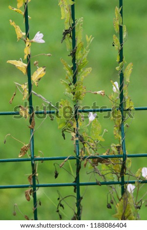 Green weed growing on a metal grid fence, nature