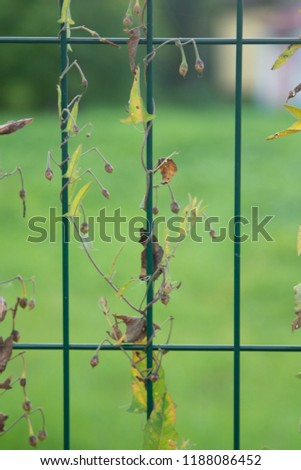 Green weed growing on a metal grid fence, nature