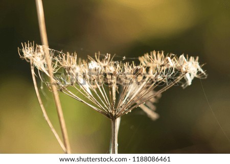 dry parsley flowers on nature