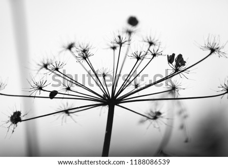 dry parsley flowers on nature