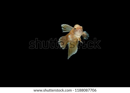 Siamese fighting fish “Pla-kad Thai” on isolated black background with clipping path.