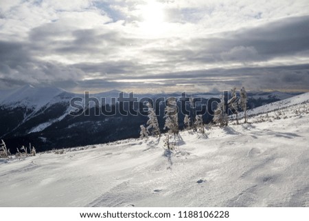 Beautiful amazing winter landscape. Small young trees covered with snow and frost on cold sunny day on copy space background of woody snowy mountain ridge and cloudy stormy sky .