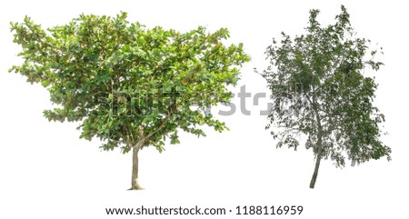 Tree isolated,Tree cutting on a white background. Tree editing The white background