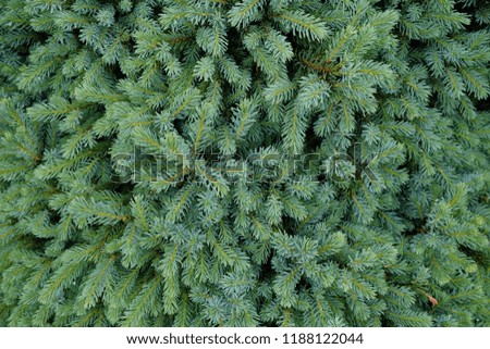 Close up on branches with needles of a young blue fir-tree. Shallow focus. Fluffy fir tree brunch close up. Christmas wallpaper concept. Copy space.