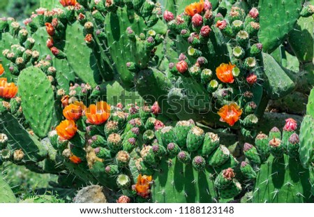 Cactus with flower blossoms
Prickly pear cactus in garden