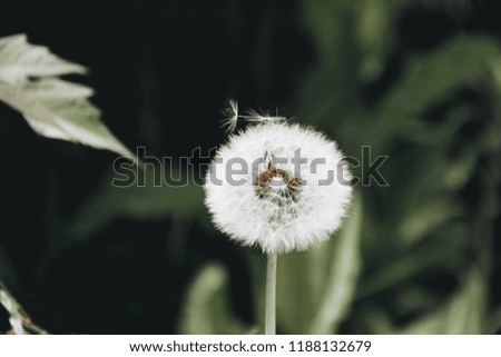Flying dandelion on the top of it