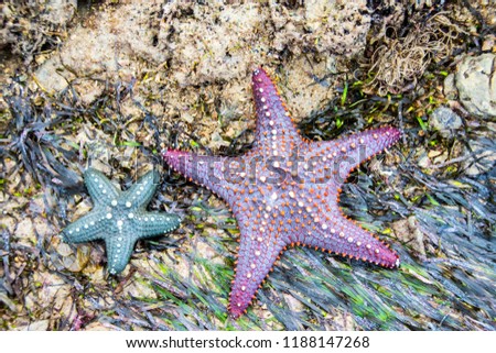 Picture of purple and blue starfish on a beach in Tanzania, Africa.
