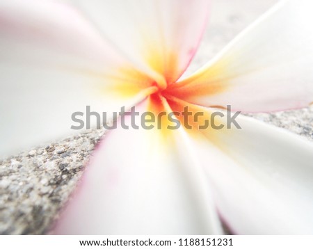 Focus shot of Plumeria or Frangipani, the flowers are most fragrant at night  to lure sphinx moths to pollinate them.