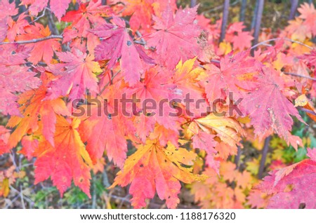 Maple leaves in autumn