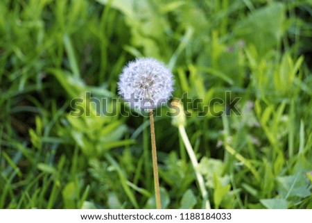 white dandelion picture