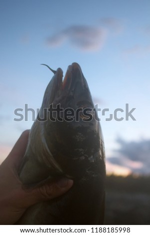 huge cod on background of rocks and sea, sea fishing catch after sunset Arctic Scandinavia