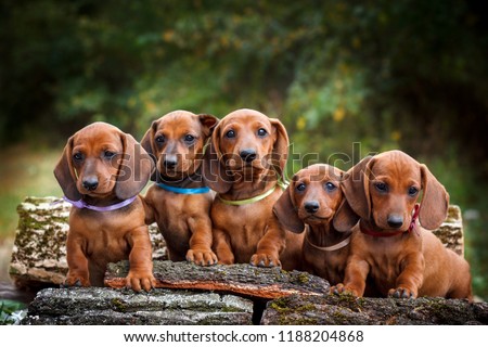 cute dachshunds puppy with nature background Royalty-Free Stock Photo #1188204868