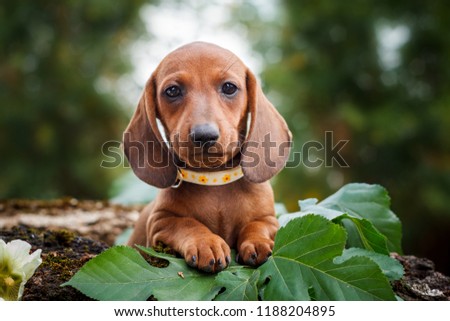 cute dachshunds puppy with nature background Royalty-Free Stock Photo #1188204895
