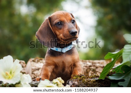 cute dachshunds puppy with nature background Royalty-Free Stock Photo #1188204937