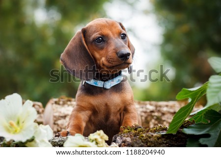 cute dachshunds puppy with nature background Royalty-Free Stock Photo #1188204940