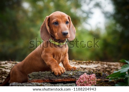 cute dachshunds puppy with nature background Royalty-Free Stock Photo #1188204943