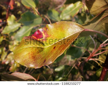 Autumn colored leaves, color spots on the leaf.