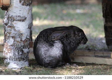 rabbit under a tree