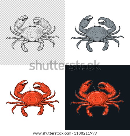 Crab. Seafood. Vector illustration. Isolated image on white background. Vintage style.
