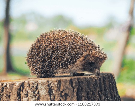 Hedgehog traveling at the forest