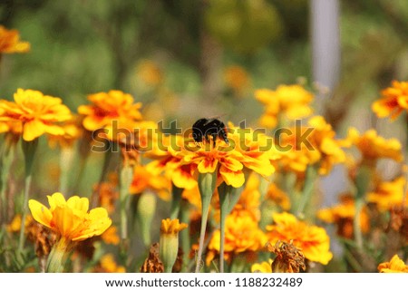 Bumblebee on a flower. Bombus. Tagetes