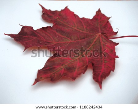Brown fallen autumn maple leaf on white background. Defoliation. Close up.