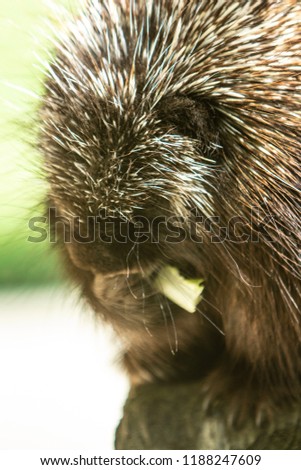 American Porcupine feeding on greens in a zoo exhibit