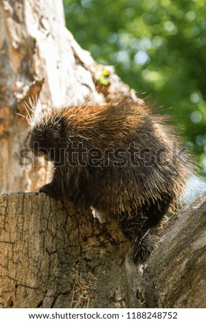 American Porcupine in a zoo exhibit sitting on a tree