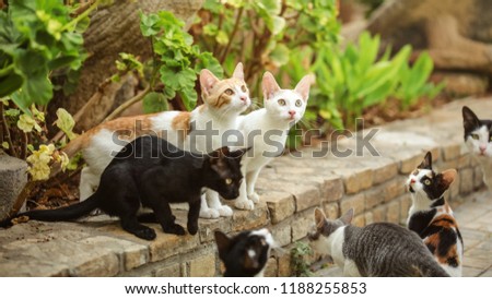 Group of stray cats sitting on pathway curb, looking up as someone is about to throw them some food. Royalty-Free Stock Photo #1188255853
