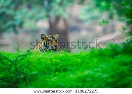 A male tiger cub peeping out in beautiful green backgound with monsoon mist at Ranthambore national park