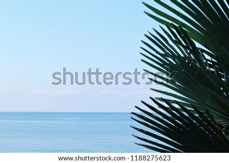Tree palm branches close-up against the blue sky and turguoise sea in the daytime in natural conditions. With recording space, for advertising, postcards, design, illustrations, frames, posters.