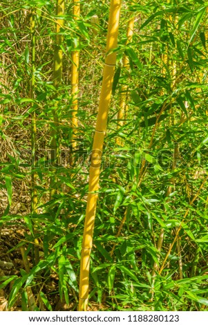Bamboo plants trunks with green leaves texture background
