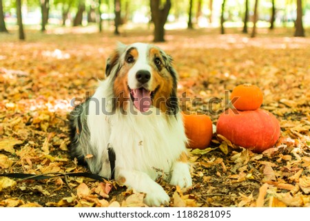 a young playful dog of an Australian shepherd in a Park in the autumn forest performs commands. pumpkins on Halloween.