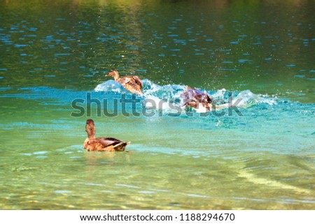 Ducks love water