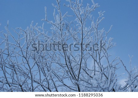 Snow winter tree Harz Germany freeze