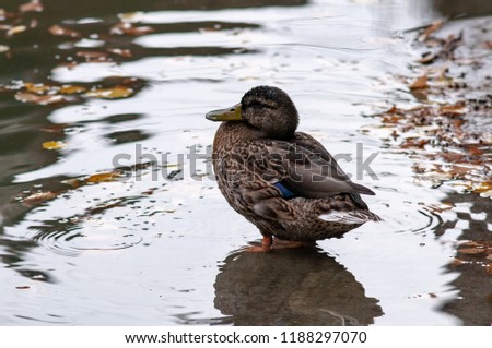 Mallard Drake duck near a lake, female. Grey wild duck and yellow fallen leaves in the water.
