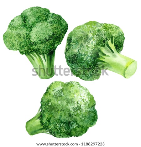 watercolor illustration, set of green vegetables broccoli, on isolated white background, autumn collection