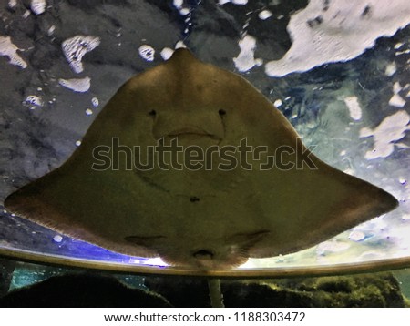 A picture of a Skate fish