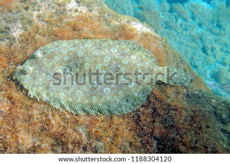 A peacock or flowery lefteye flounder (Bothus mancus) fish with bright turquois blue, orange and yellow spots, laying flat on a seaweed brown background with a turquoise blue corner of water.