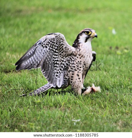 A picture of a Lanner Falcon with prey