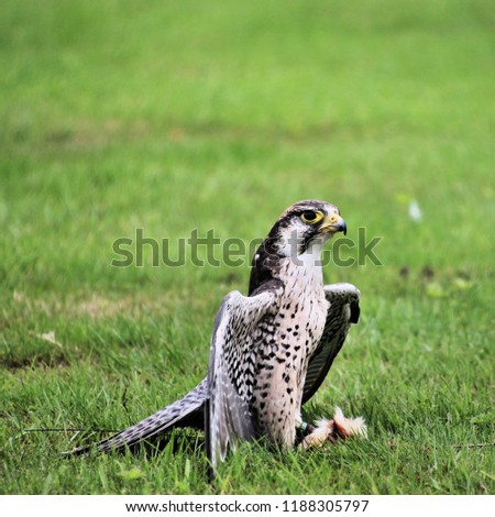 A picture of a Lanner Falcon with prey