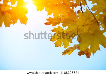  Autumn leaves on blurred nature background. Shallow focus. Fall bokeh.