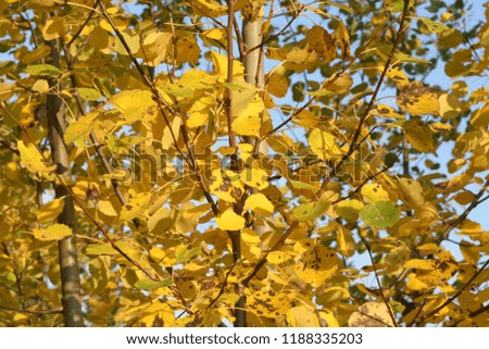 Yellow leaves on the branches. Autumn natural background. Yellow background