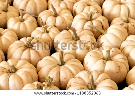 Halloween, Thanksgiving seasonal holiday celebration a variety of white pumpkins on display in still life fall background celebrating harvest and agriculture in rural rustic pumpkin patch