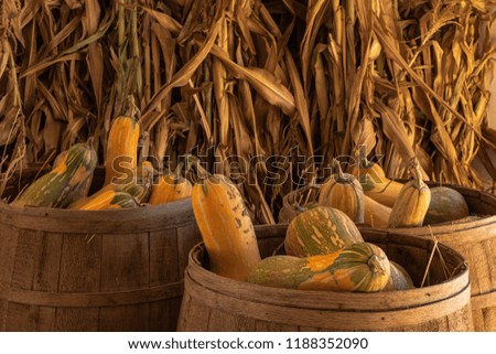 Halloween, Thanksgiving seasonal holiday celebration a variety of squash gourds on display in still life fall background with corn stalks, celebrating harvest and agriculture in rural rustic pumpkin