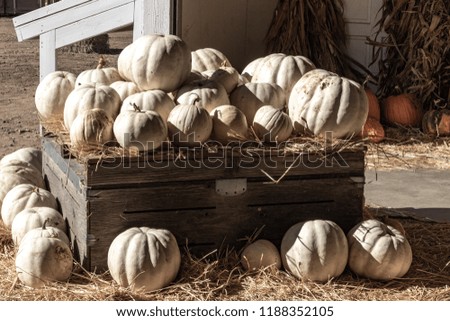Halloween, Thanksgiving seasonal holiday celebration a variety of white pumpkins on display in still life fall background celebrating harvest and agriculture in rural rustic pumpkin patch farm