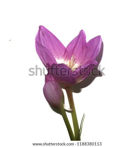 Purple delicate flower isolated on white background.