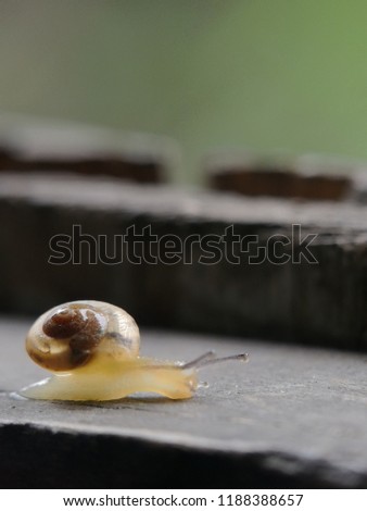 running snail with hope