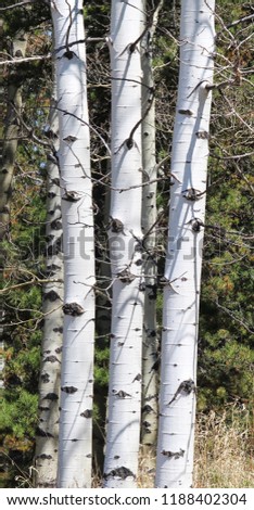 Stand of Five Silver Birch Trees