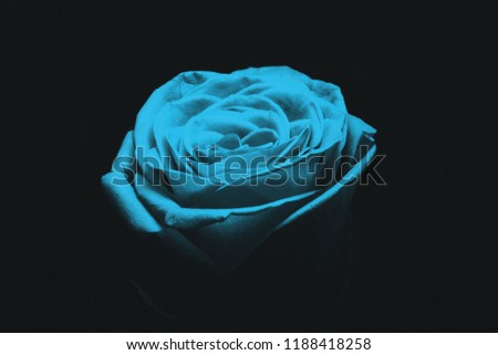 Beautiful turquoise rose flower